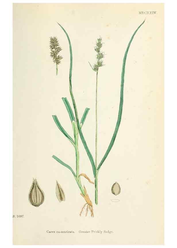 Reproducción/Reproduction 48750694277: English botany, or, Coloured figures of British plants /. London :R. Hardwicke,1863-1886.. 