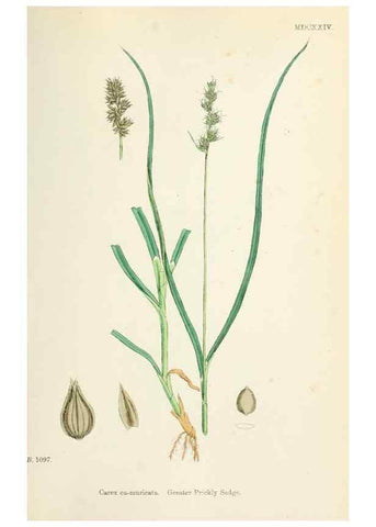 Reproducción/Reproduction 48750694277: English botany, or, Coloured figures of British plants /. London :R. Hardwicke,1863-1886.. 