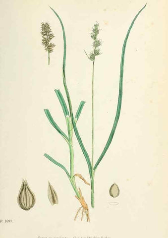 Reproducción/Reproduction 48750694277: English botany, or, Coloured figures of British plants /. London :R. Hardwicke,1863-1886.. 