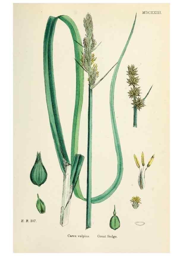 Reproducción/Reproduction 48750178708: English botany, or, Coloured figures of British plants /. London :R. Hardwicke,1863-1886.. 