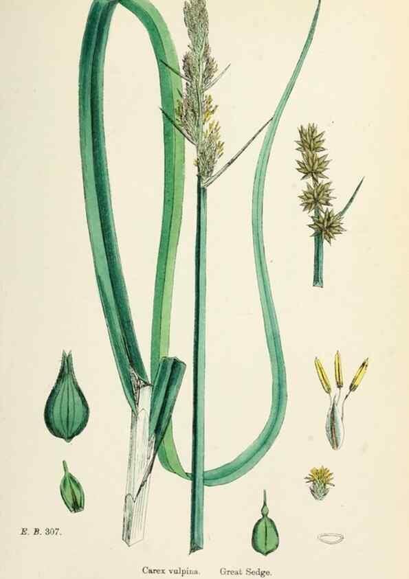 Reproducción/Reproduction 48750178708: English botany, or, Coloured figures of British plants /. London :R. Hardwicke,1863-1886.. 