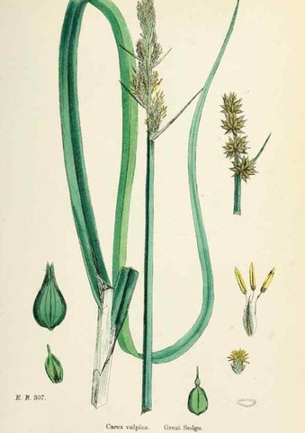 Reproducción/Reproduction 48750178708: English botany, or, Coloured figures of British plants /. London :R. Hardwicke,1863-1886.. 