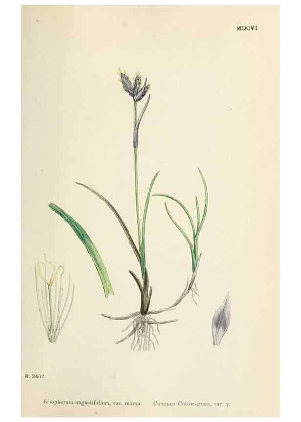 Reproducción/Reproduction 48750500736: English botany, or, Coloured figures of British plants /. London :R. Hardwicke,1863-1886.. 