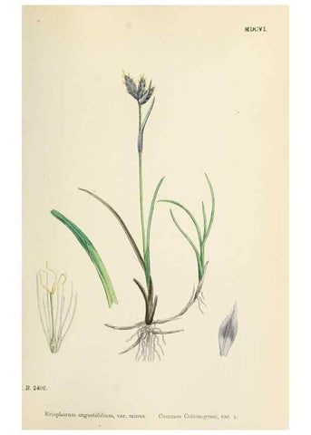 Reproducción/Reproduction 48750500736: English botany, or, Coloured figures of British plants /. London :R. Hardwicke,1863-1886.. 