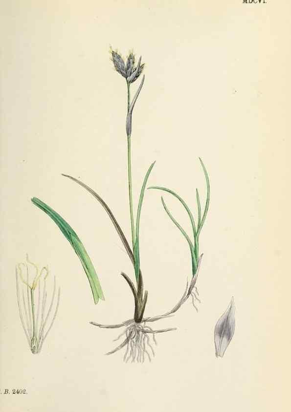 Reproducción/Reproduction 48750500736: English botany, or, Coloured figures of British plants /. London :R. Hardwicke,1863-1886.. 