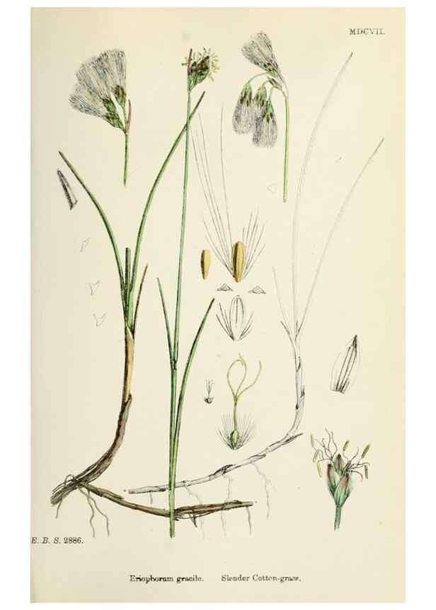 Reproducción/Reproduction 48750689192: English botany, or, Coloured figures of British plants /. London :R. Hardwicke,1863-1886.. 