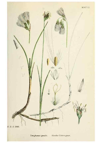 Reproducción/Reproduction 48750689192: English botany, or, Coloured figures of British plants /. London :R. Hardwicke,1863-1886.. 