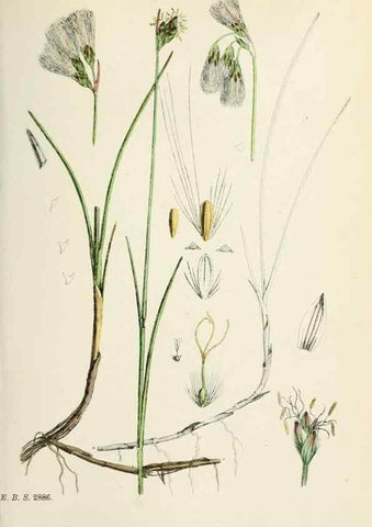 Reproducción/Reproduction 48750689192: English botany, or, Coloured figures of British plants /. London :R. Hardwicke,1863-1886.. 