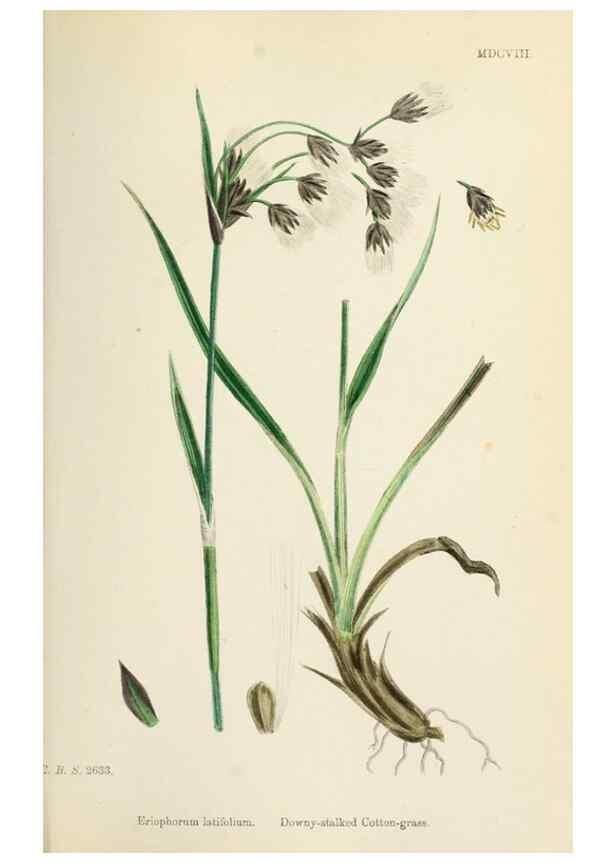 Reproducción/Reproduction 48750689537: English botany, or, Coloured figures of British plants /. London :R. Hardwicke,1863-1886.. 