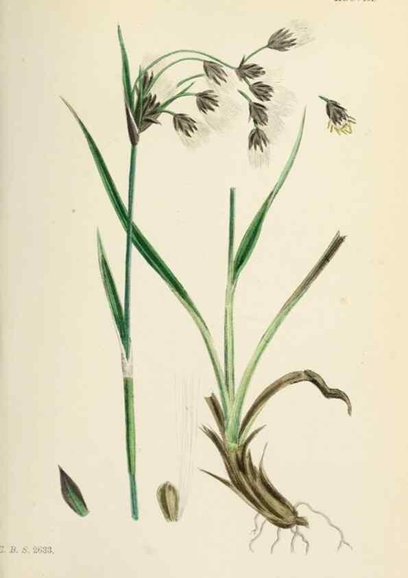 Reproducción/Reproduction 48750689537: English botany, or, Coloured figures of British plants /. London :R. Hardwicke,1863-1886.. 