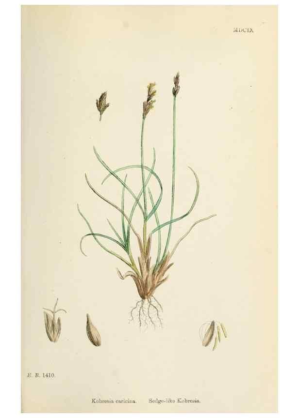 Reproducción/Reproduction 48750501806: English botany, or, Coloured figures of British plants /. London :R. Hardwicke,1863-1886.. 