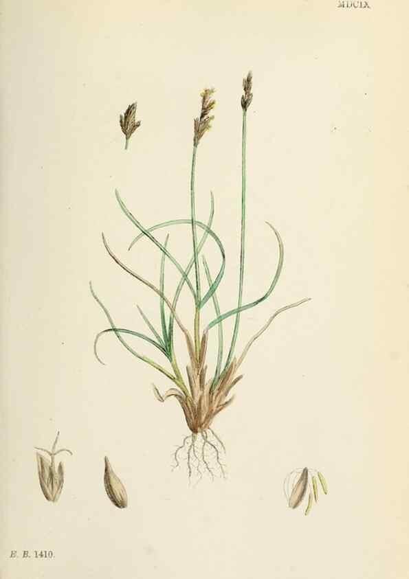 Reproducción/Reproduction 48750501806: English botany, or, Coloured figures of British plants /. London :R. Hardwicke,1863-1886.. 