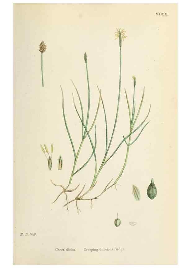 Reproducción/Reproduction 48750690172: English botany, or, Coloured figures of British plants /. London :R. Hardwicke,1863-1886.. 