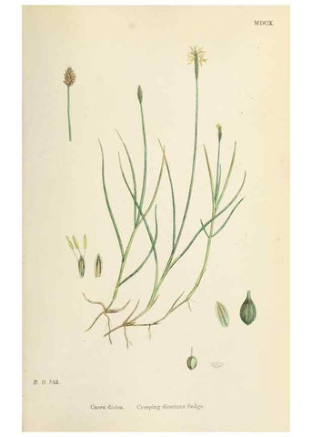 Reproducción/Reproduction 48750690172: English botany, or, Coloured figures of British plants /. London :R. Hardwicke,1863-1886.. 