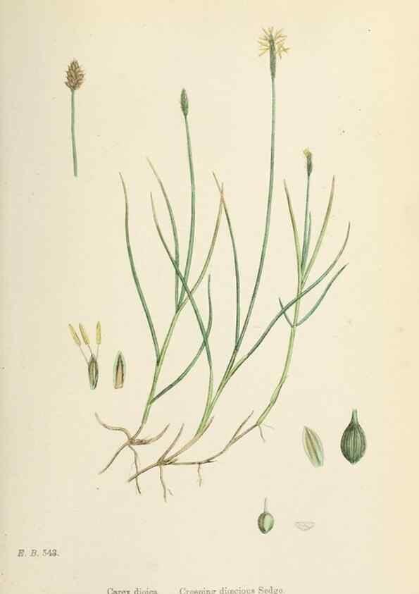 Reproducción/Reproduction 48750690172: English botany, or, Coloured figures of British plants /. London :R. Hardwicke,1863-1886.. 