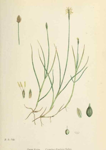 Reproducción/Reproduction 48750690172: English botany, or, Coloured figures of British plants /. London :R. Hardwicke,1863-1886.. 