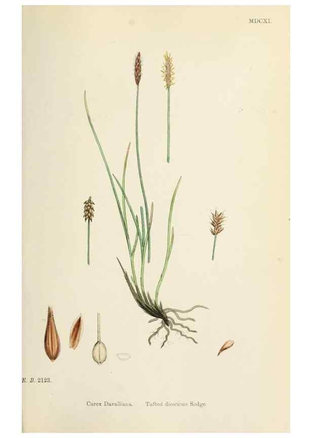 Reproducción/Reproduction 48750175138: English botany, or, Coloured figures of British plants /. London :R. Hardwicke,1863-1886.. 