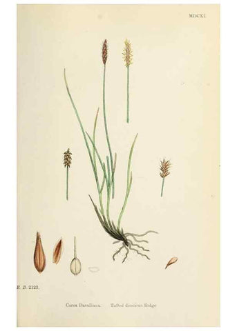 Reproducción/Reproduction 48750175138: English botany, or, Coloured figures of British plants /. London :R. Hardwicke,1863-1886.. 