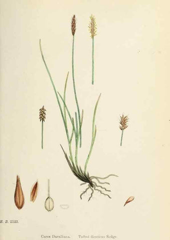 Reproducción/Reproduction 48750175138: English botany, or, Coloured figures of British plants /. London :R. Hardwicke,1863-1886.. 