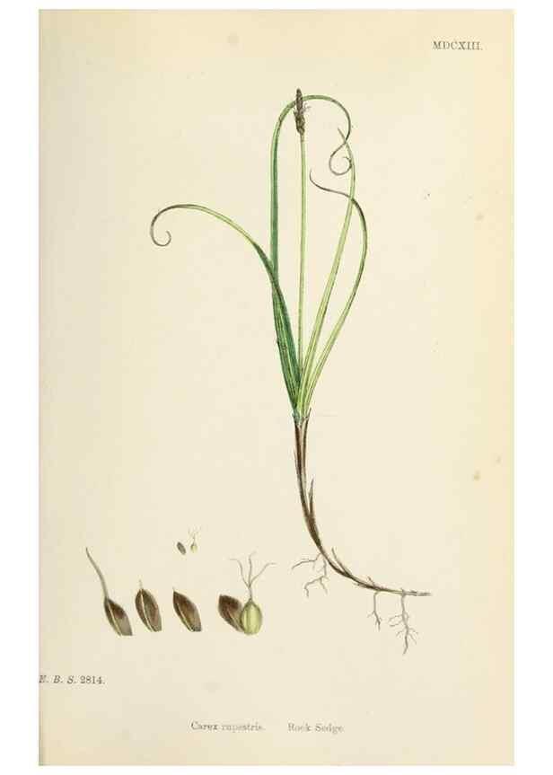 Reproducción/Reproduction 48750502766: English botany, or, Coloured figures of British plants /. London :R. Hardwicke,1863-1886.. 