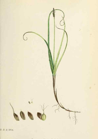 Reproducción/Reproduction 48750502766: English botany, or, Coloured figures of British plants /. London :R. Hardwicke,1863-1886.. 