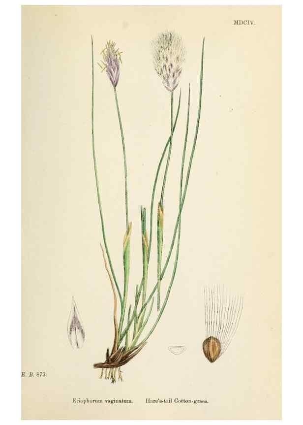 Reproducción/Reproduction 48750688107: English botany, or, Coloured figures of British plants /. London :R. Hardwicke,1863-1886.. 