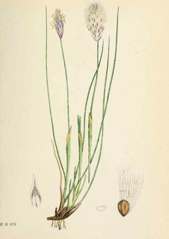 Reproducción/Reproduction 48750688107: English botany, or, Coloured figures of British plants /. London :R. Hardwicke,1863-1886.. 