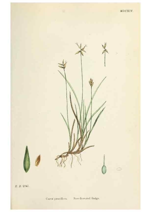 Reproducción/Reproduction 48750175618: English botany, or, Coloured figures of British plants /. London :R. Hardwicke,1863-1886.. 