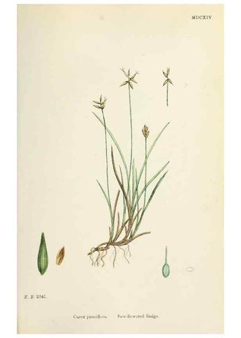Reproducción/Reproduction 48750175618: English botany, or, Coloured figures of British plants /. London :R. Hardwicke,1863-1886.. 