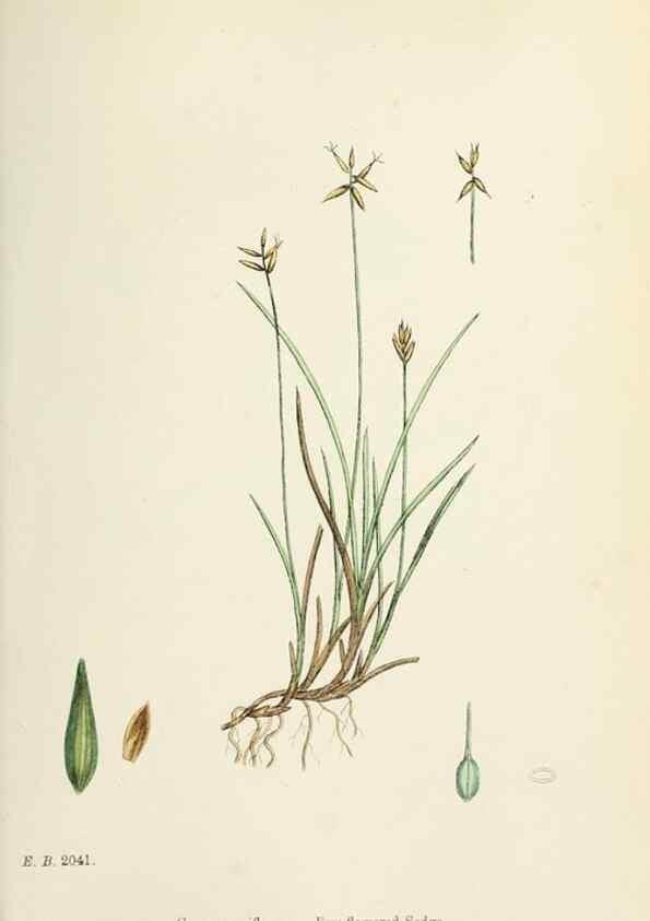 Reproducción/Reproduction 48750175618: English botany, or, Coloured figures of British plants /. London :R. Hardwicke,1863-1886.. 