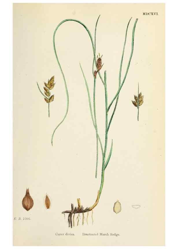 Reproducción/Reproduction 48750691597: English botany, or, Coloured figures of British plants /. London :R. Hardwicke,1863-1886.. 