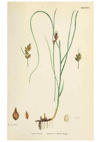Reproducción/Reproduction 48750691597: English botany, or, Coloured figures of British plants /. London :R. Hardwicke,1863-1886.. 
