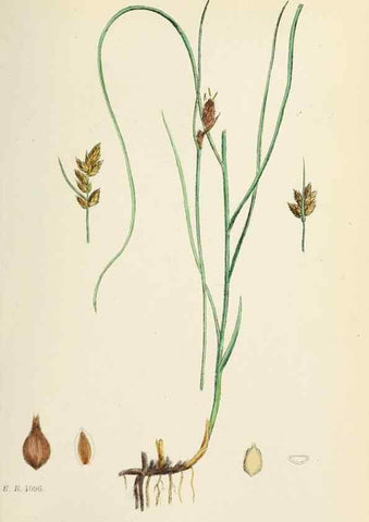 Reproducción/Reproduction 48750691597: English botany, or, Coloured figures of British plants /. London :R. Hardwicke,1863-1886.. 