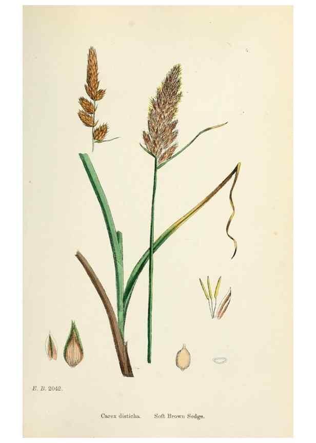 Reproducción/Reproduction 48750504036: English botany, or, Coloured figures of British plants /. London :R. Hardwicke,1863-1886.. 