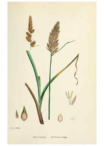 Reproducción/Reproduction 48750504036: English botany, or, Coloured figures of British plants /. London :R. Hardwicke,1863-1886.. 