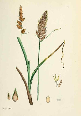 Reproducción/Reproduction 48750504036: English botany, or, Coloured figures of British plants /. London :R. Hardwicke,1863-1886.. 