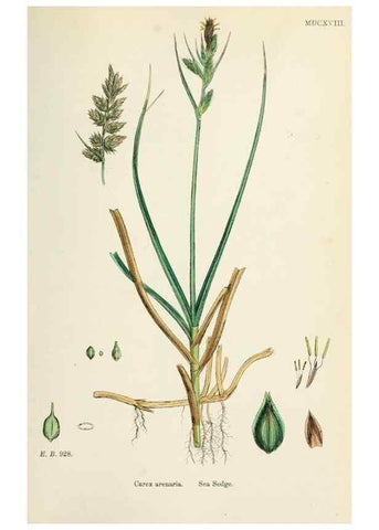 Reproducción/Reproduction 48750692167: English botany, or, Coloured figures of British plants /. London :R. Hardwicke,1863-1886.. 