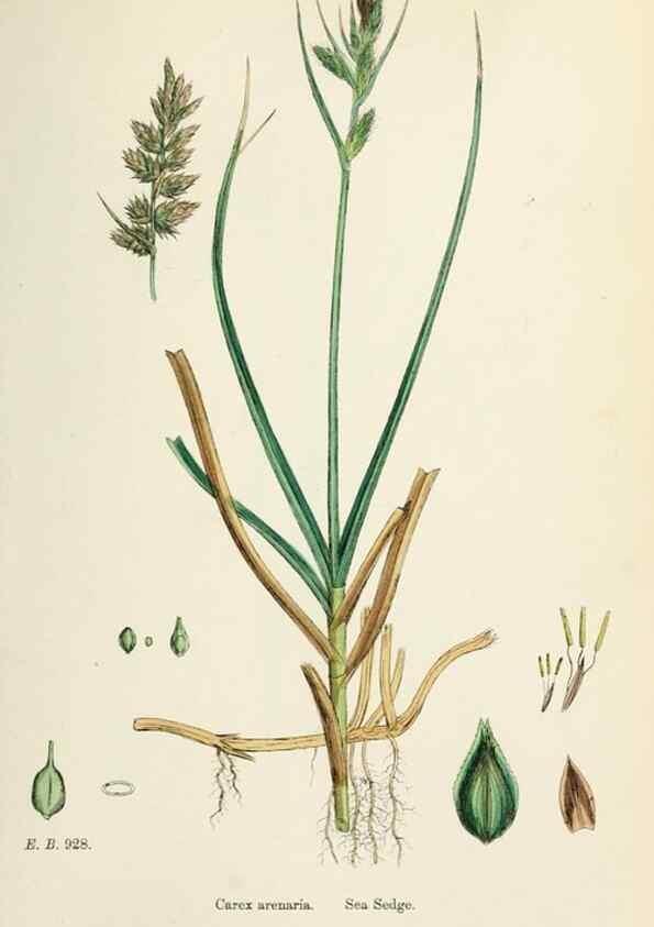 Reproducción/Reproduction 48750692167: English botany, or, Coloured figures of British plants /. London :R. Hardwicke,1863-1886.. 