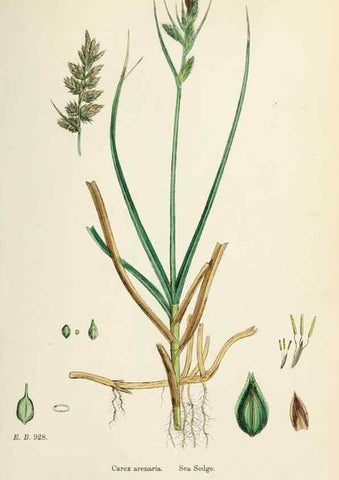 Reproducción/Reproduction 48750692167: English botany, or, Coloured figures of British plants /. London :R. Hardwicke,1863-1886.. 