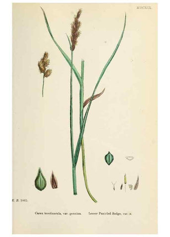Reproducción/Reproduction 48750692672: English botany, or, Coloured figures of British plants /. London :R. Hardwicke,1863-1886.. 
