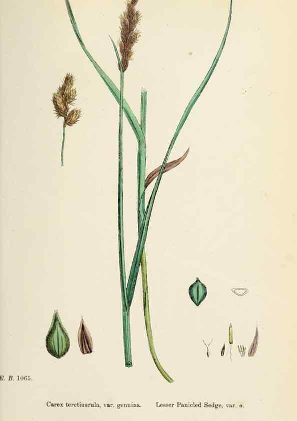 Reproducción/Reproduction 48750692672: English botany, or, Coloured figures of British plants /. London :R. Hardwicke,1863-1886.. 