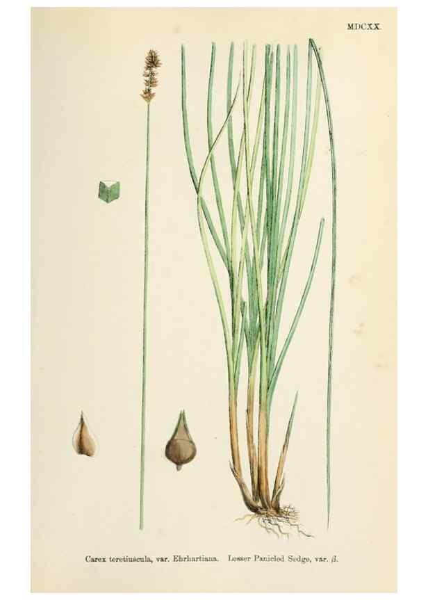 Reproducción/Reproduction 48750505286: English botany, or, Coloured figures of British plants /. London :R. Hardwicke,1863-1886.. 