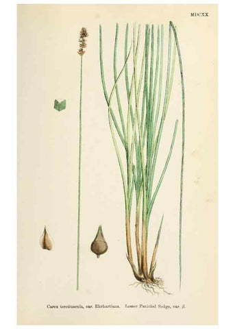 Reproducción/Reproduction 48750505286: English botany, or, Coloured figures of British plants /. London :R. Hardwicke,1863-1886.. 