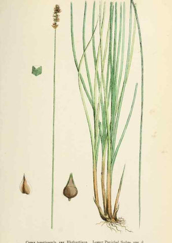 Reproducción/Reproduction 48750505286: English botany, or, Coloured figures of British plants /. London :R. Hardwicke,1863-1886.. 