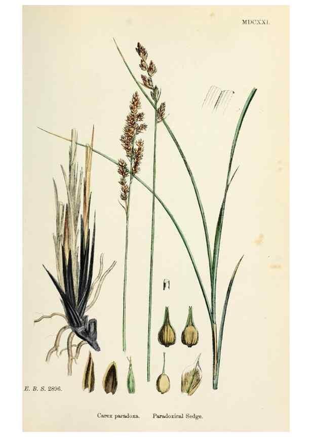 Reproducción/Reproduction 48750505616: English botany, or, Coloured figures of British plants /. London :R. Hardwicke,1863-1886.. 