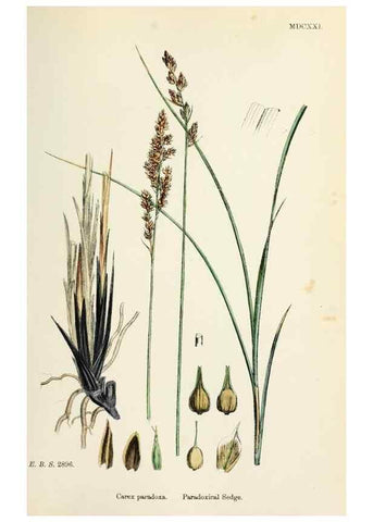 Reproducción/Reproduction 48750505616: English botany, or, Coloured figures of British plants /. London :R. Hardwicke,1863-1886.. 