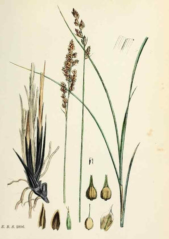 Reproducción/Reproduction 48750505616: English botany, or, Coloured figures of British plants /. London :R. Hardwicke,1863-1886.. 