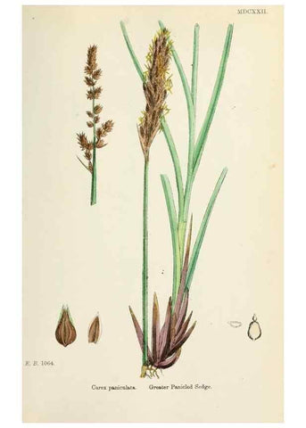 Reproducción/Reproduction 48750505976: English botany, or, Coloured figures of British plants /. London :R. Hardwicke,1863-1886.. 
