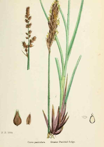 Reproducción/Reproduction 48750505976: English botany, or, Coloured figures of British plants /. London :R. Hardwicke,1863-1886.. 