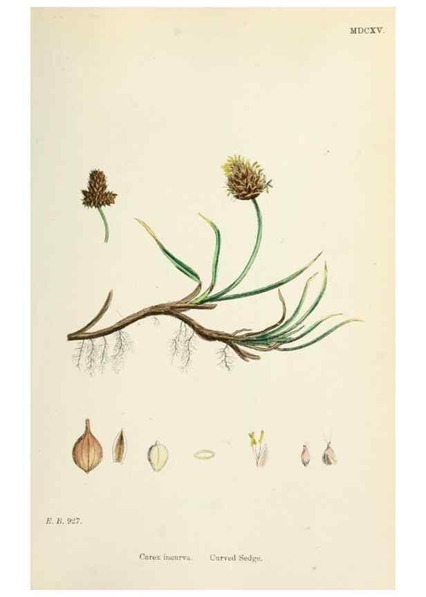 Reproducción/Reproduction 48750503356: English botany, or, Coloured figures of British plants /. London :R. Hardwicke,1863-1886.. 